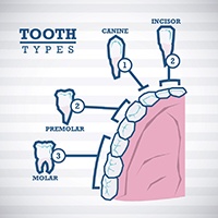 Types of teeth cost of root canal in Huntington Beach  